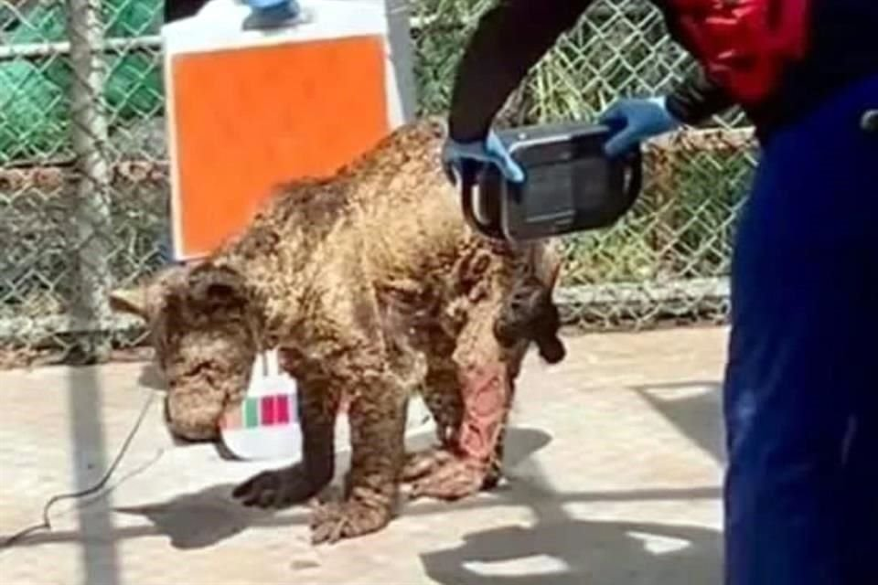Image - Vecinos Unidos Las Denuncias De Maltrato Animal Contra El Gobierno Estatal Crecen Tras El Caso De La Osa Mina En La Pastora, Revelando Omisiones Y Exigencias De Justicia.