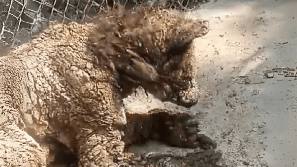 Denuncian Negligencia Estatal Por La Muerte De Tortugas En La Presa El Cuchillo. Recortes De Personal Afectan El Bienestar Animal En Nuevo León Tras Despidos.