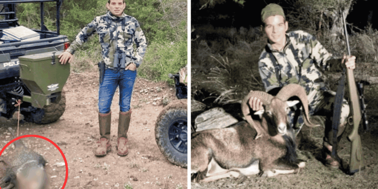Two-panel Hunting Photo: Left Shows a Camo-clad Hunter Beside a Green Vehicle with a Blurred Carcass on the Ground; Right Shows the Hunter with a Rifle Beside a Ram in a Wooded Area. - Vecinos Unidos