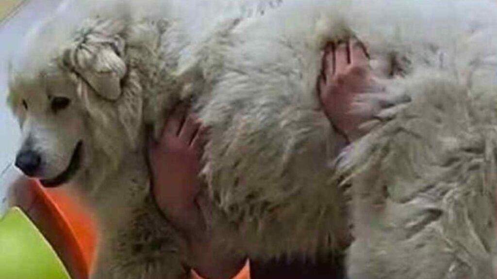 Muere-el-perro-rocky-tras-ser-arrastrado-en-saltillo - Vecinos Unidos Two Fluffy Dogs Snuggled Together, One Wearing an Orange Safety Vest for Visibility. - Vecinos Unidos