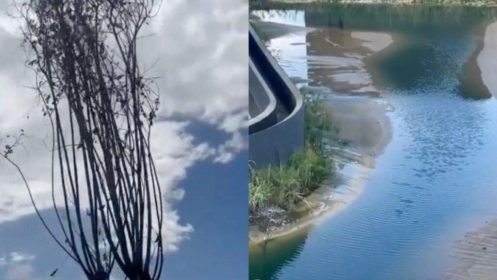 Brote-de-lechuguilla-acuatica - Vecinos Unidos árboles Secos Y Agua Sucia En El Parque Del Agua - Vecinos Unidos